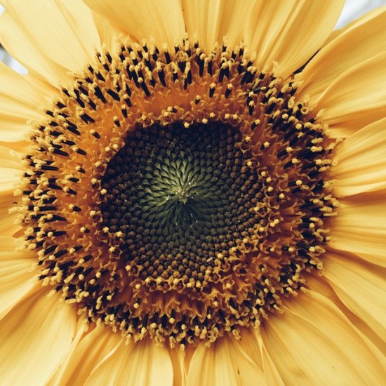 instagram sunflower carolinealgot